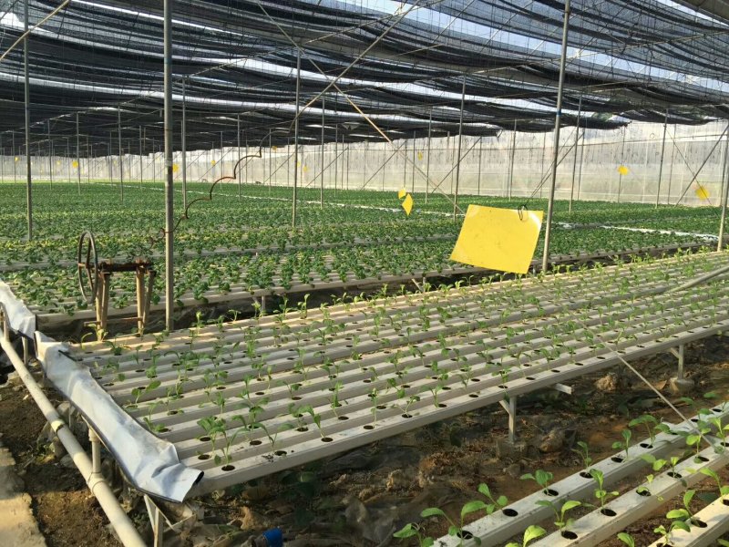 小白菜广东小白菜，广白精品高品质