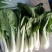 小白菜广东小白菜，广白精品高品质