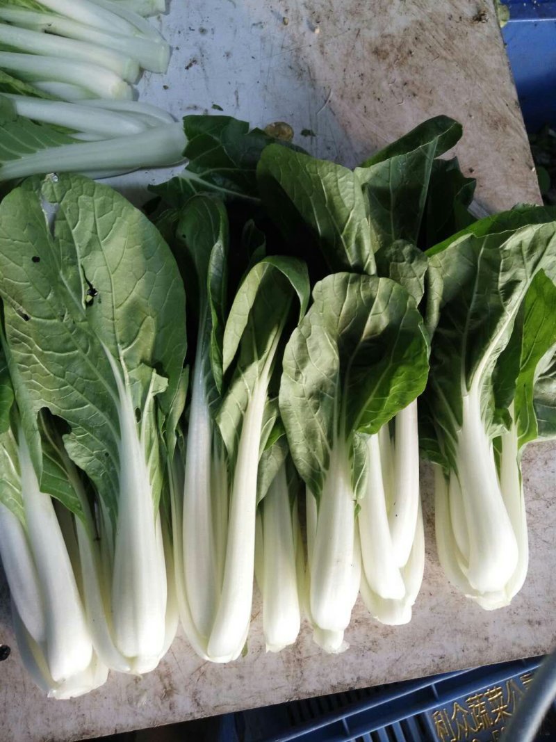 小白菜广东小白菜，广白精品高品质
