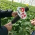 小白菜广东小白菜，广白精品高品质