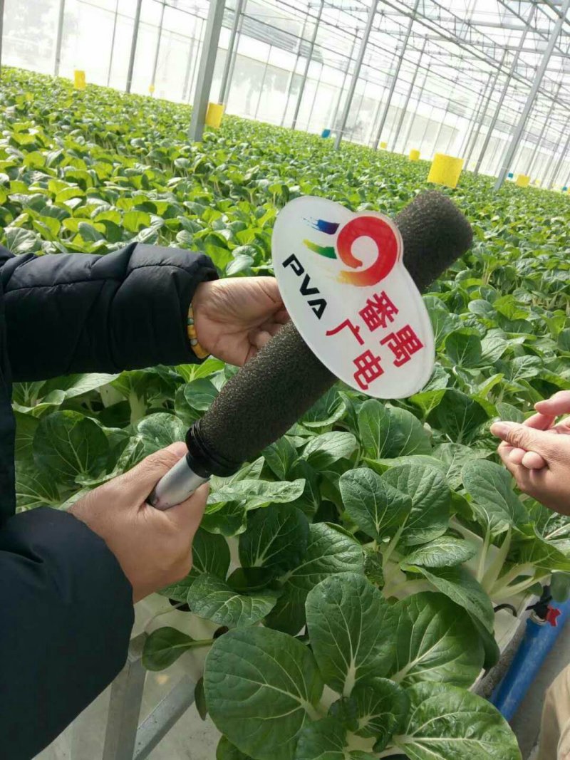 小白菜广东小白菜，广白精品高品质
