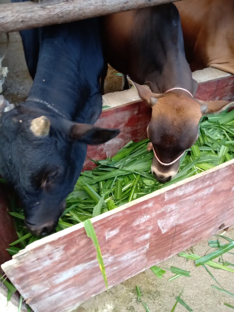 本地黄牛