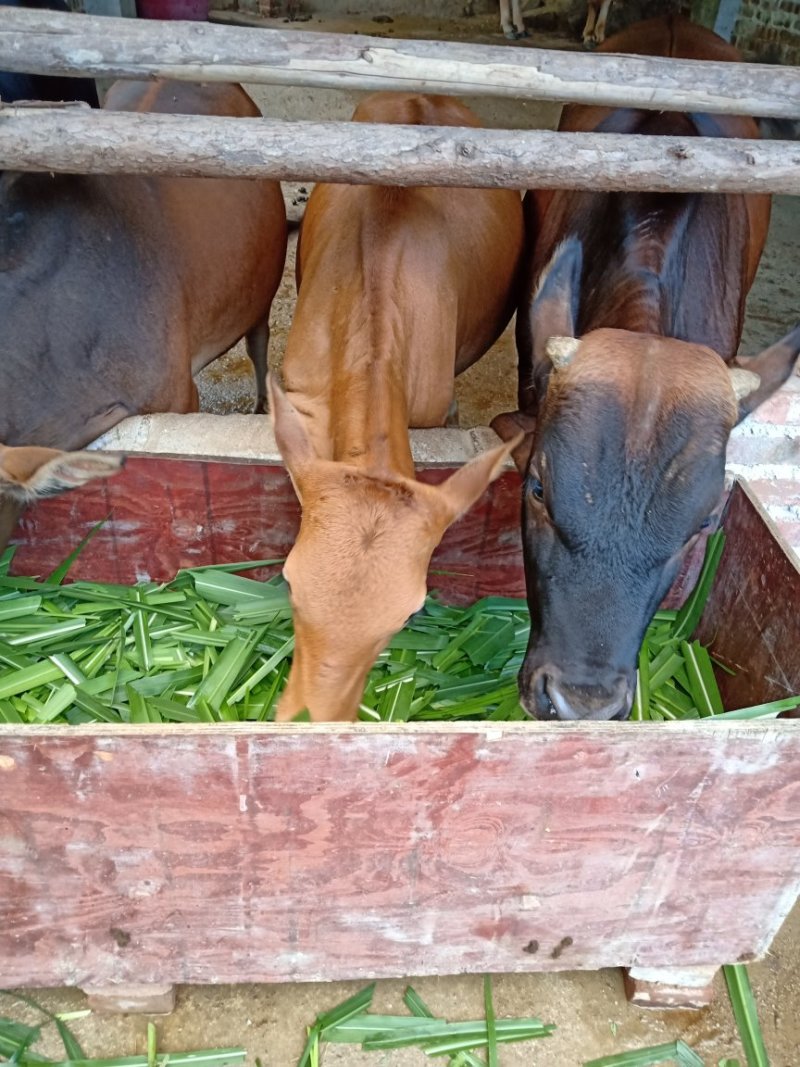 本地黄牛