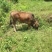 本地黄牛