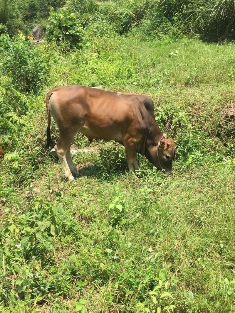 本地黄牛