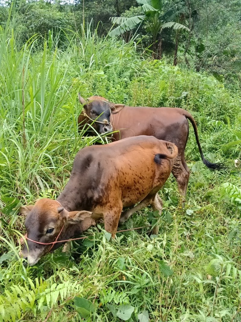 本地黄牛