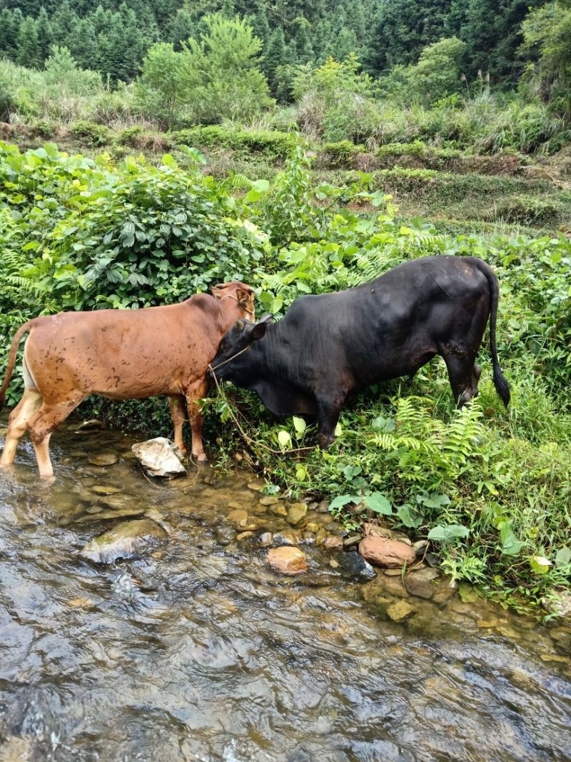 本地黄牛