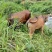 本地黄牛