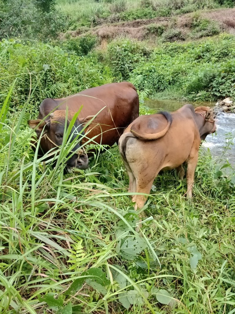 本地黄牛