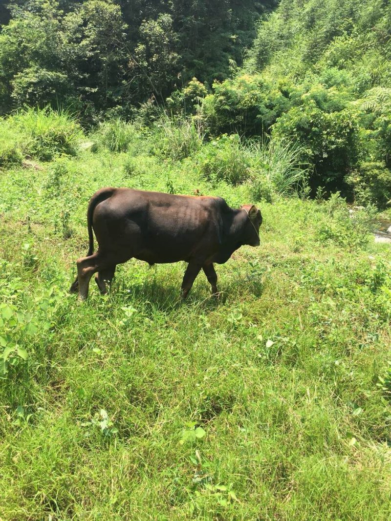 本地黄牛