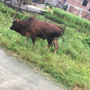 本地黄牛