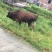 本地黄牛