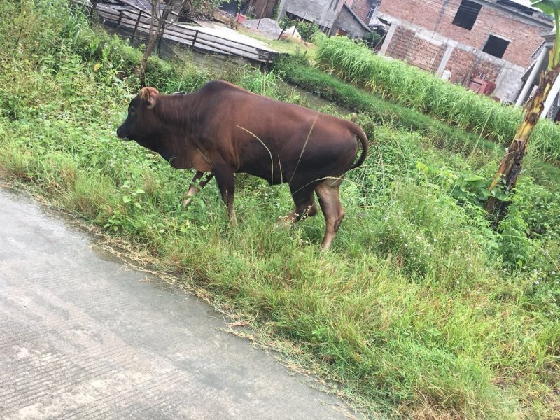 本地黄牛