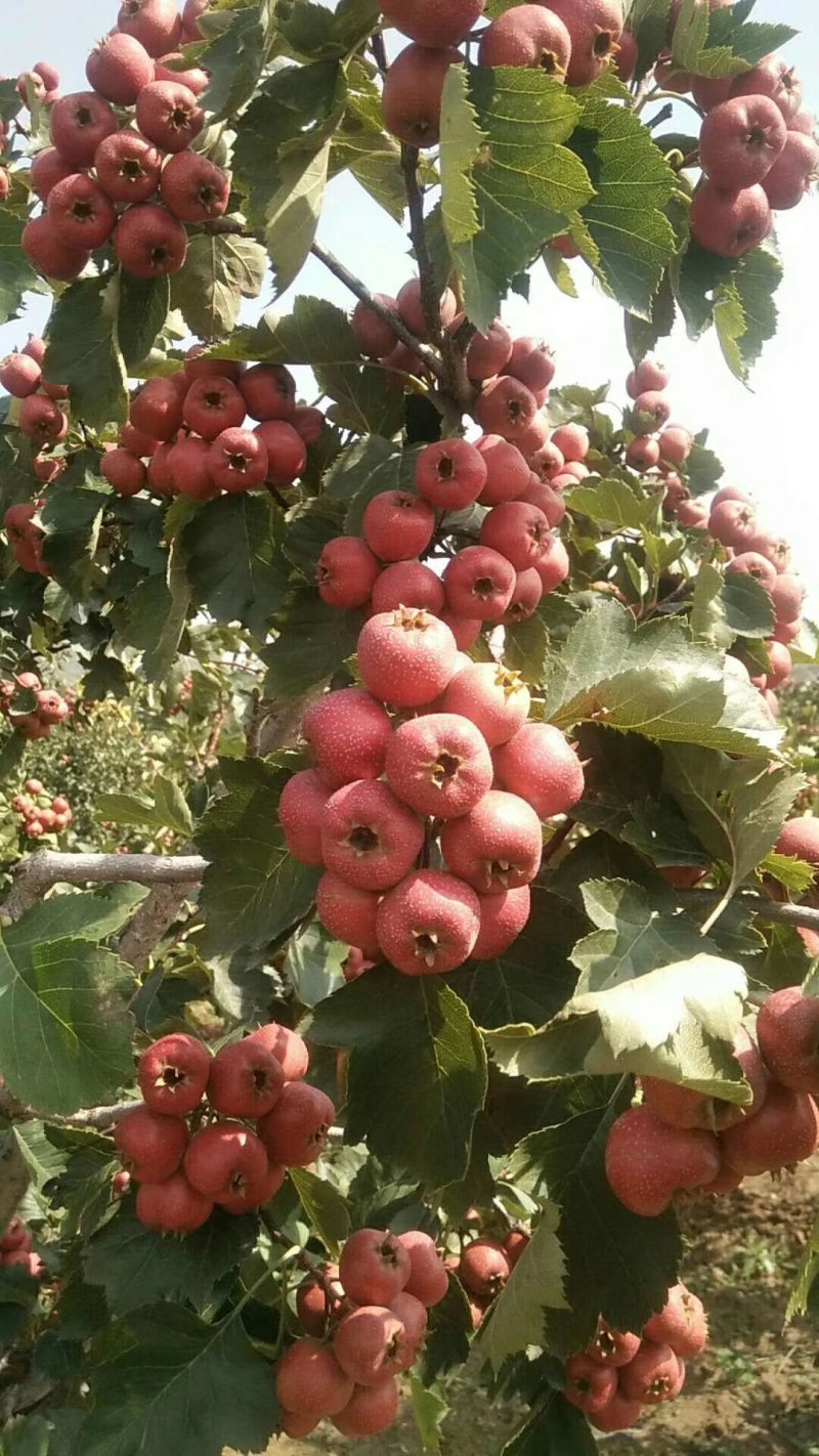 大金星山楂