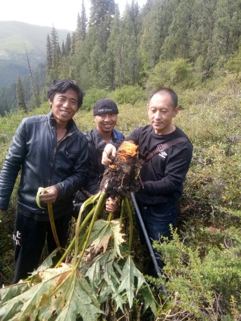 唐古特大黄热卖中欢迎来电咨询