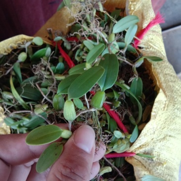 野生石橄榄