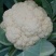 优质白菜花2～3斤紧密靠谱卖家