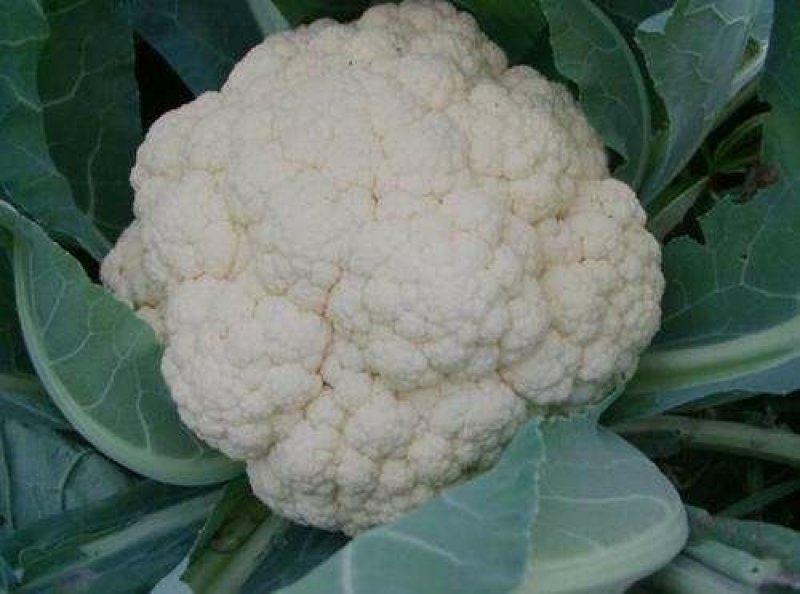 优质白菜花2～3斤紧密靠谱卖家