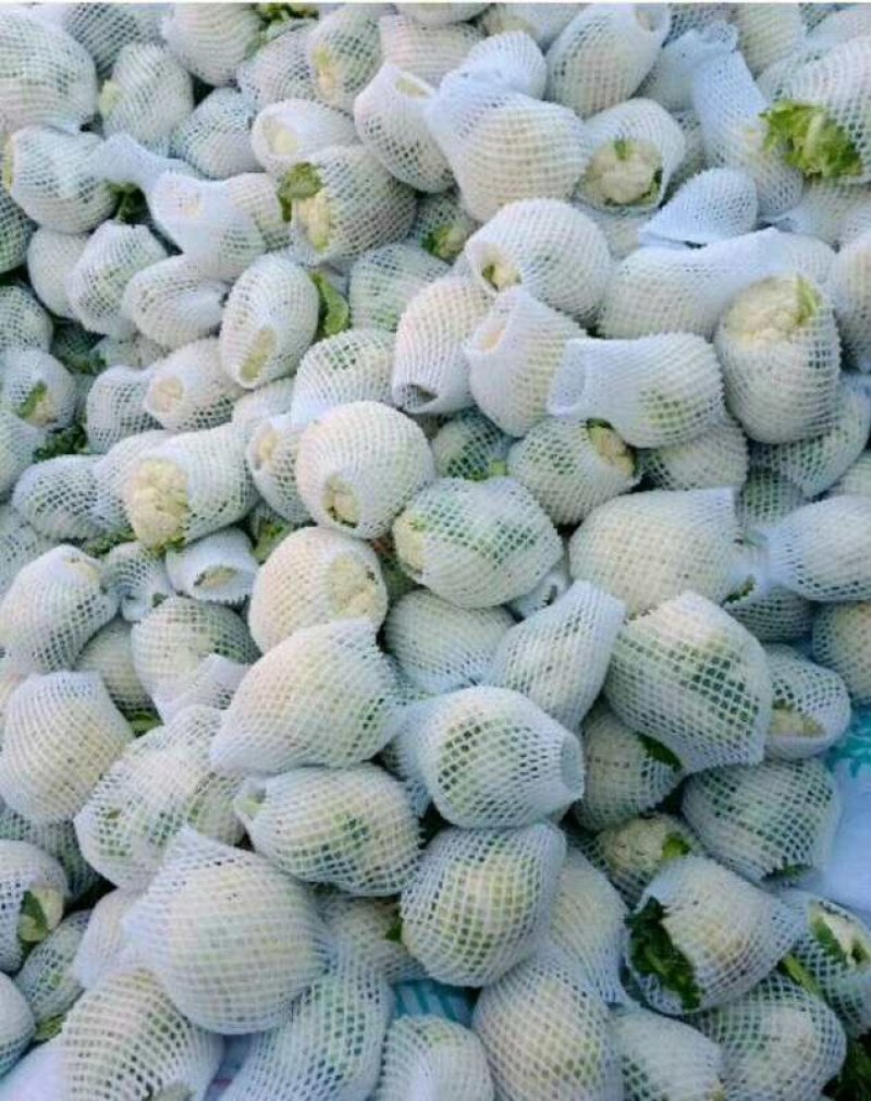 优质白菜花2～3斤紧密靠谱卖家