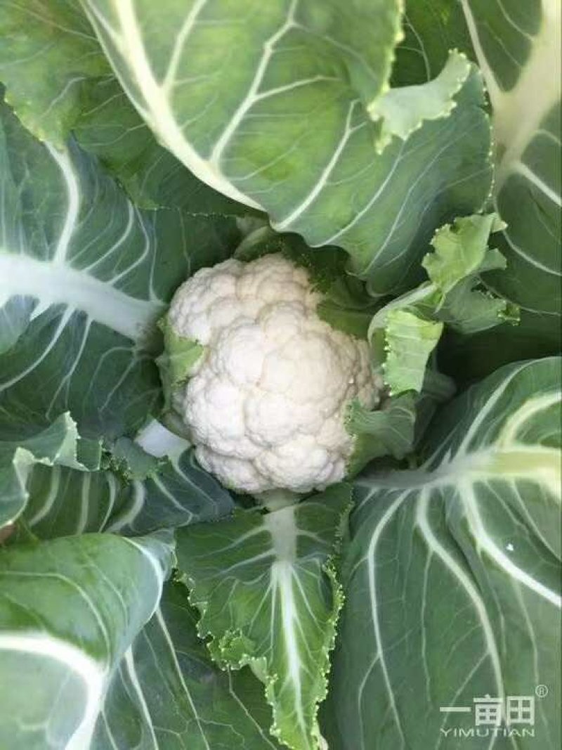 优质白菜花2～3斤紧密靠谱卖家