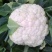 优质白菜花2～3斤紧密靠谱卖家