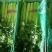 美国西芹大棚种植无苔