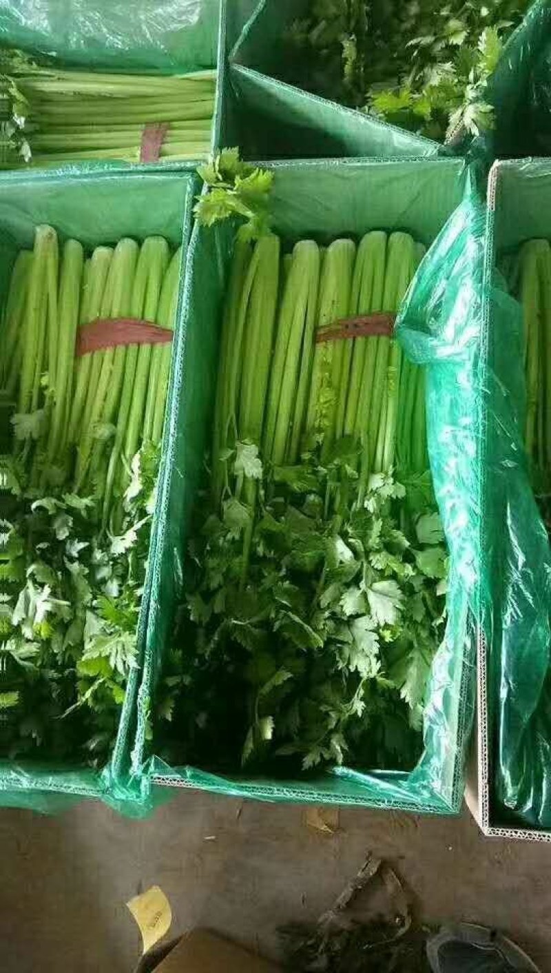 美国西芹大棚种植无苔