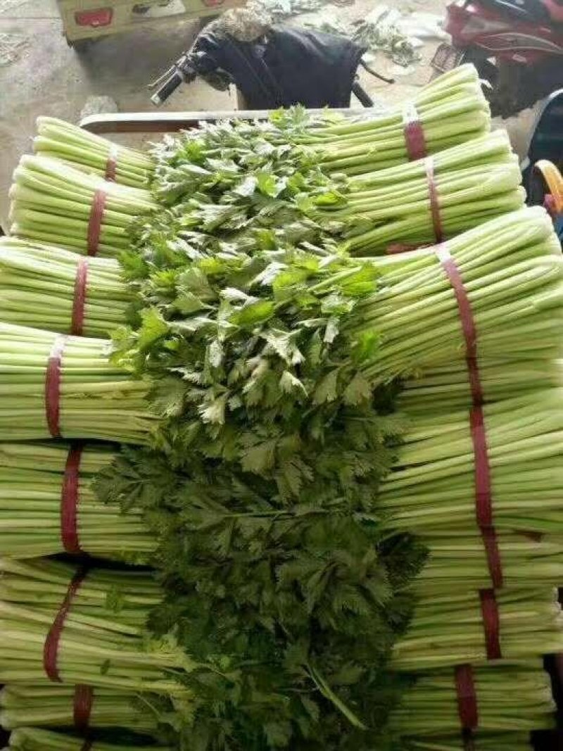 美国西芹大棚种植无苔