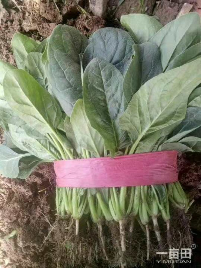 大叶菠菜25～30厘米精品商超直供