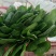 大叶菠菜25～30厘米精品商超直供