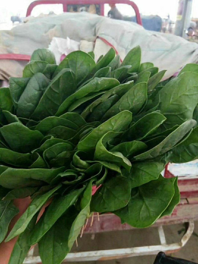 大叶菠菜25～30厘米精品商超直供