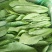 油麦菜25～30cm以上靠谱卖家