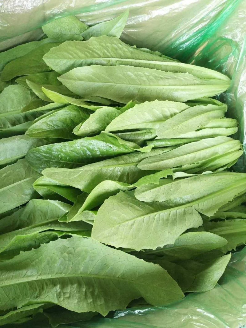 油麦菜25～30cm以上靠谱卖家