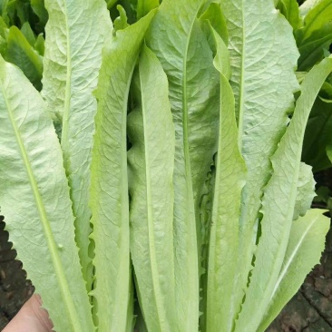 油麦菜25～30cm以上靠谱卖家