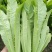 油麦菜25～30cm以上靠谱卖家