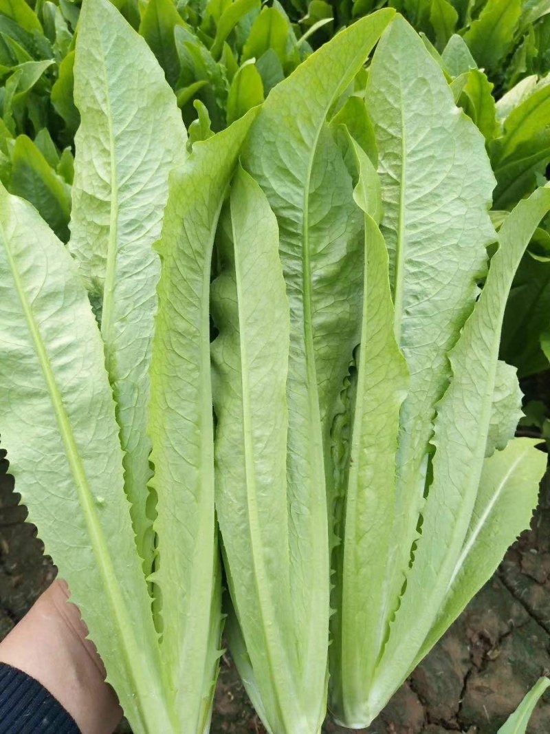 油麦菜25～30cm以上靠谱卖家