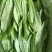 油麦菜25～30cm以上靠谱卖家