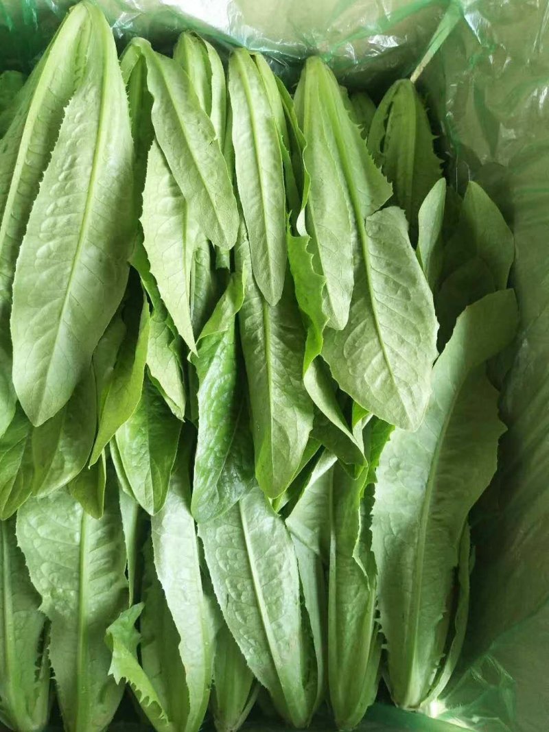 油麦菜25～30cm以上靠谱卖家
