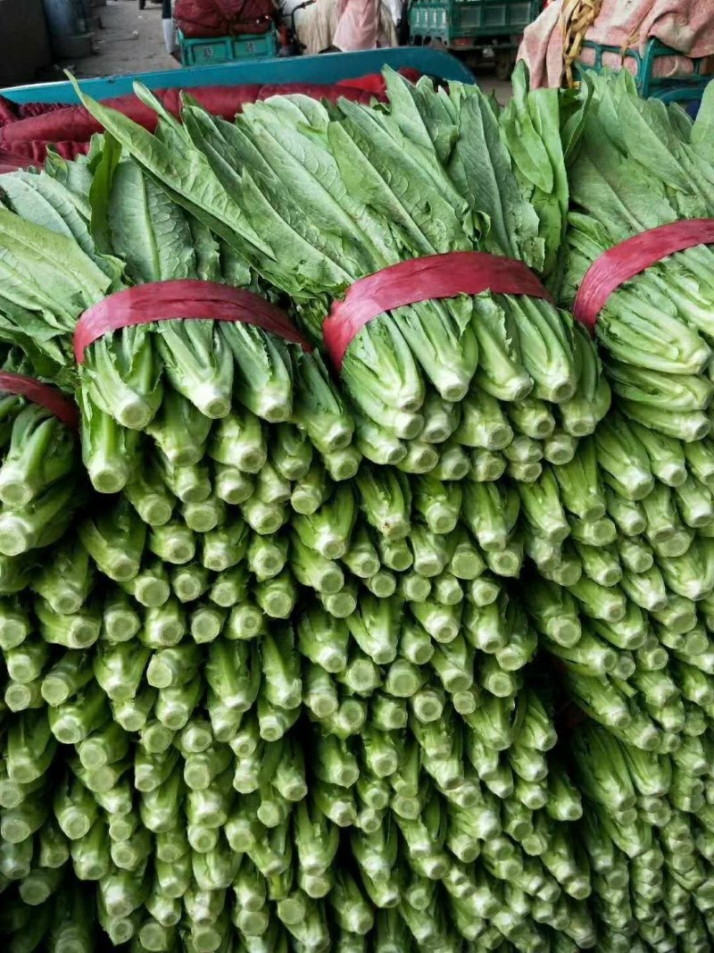 油麦菜25～30cm以上靠谱卖家