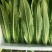 油麦菜25～30cm以上靠谱卖家