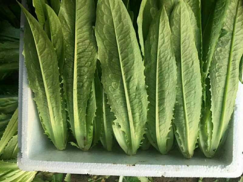 油麦菜25～30cm以上靠谱卖家