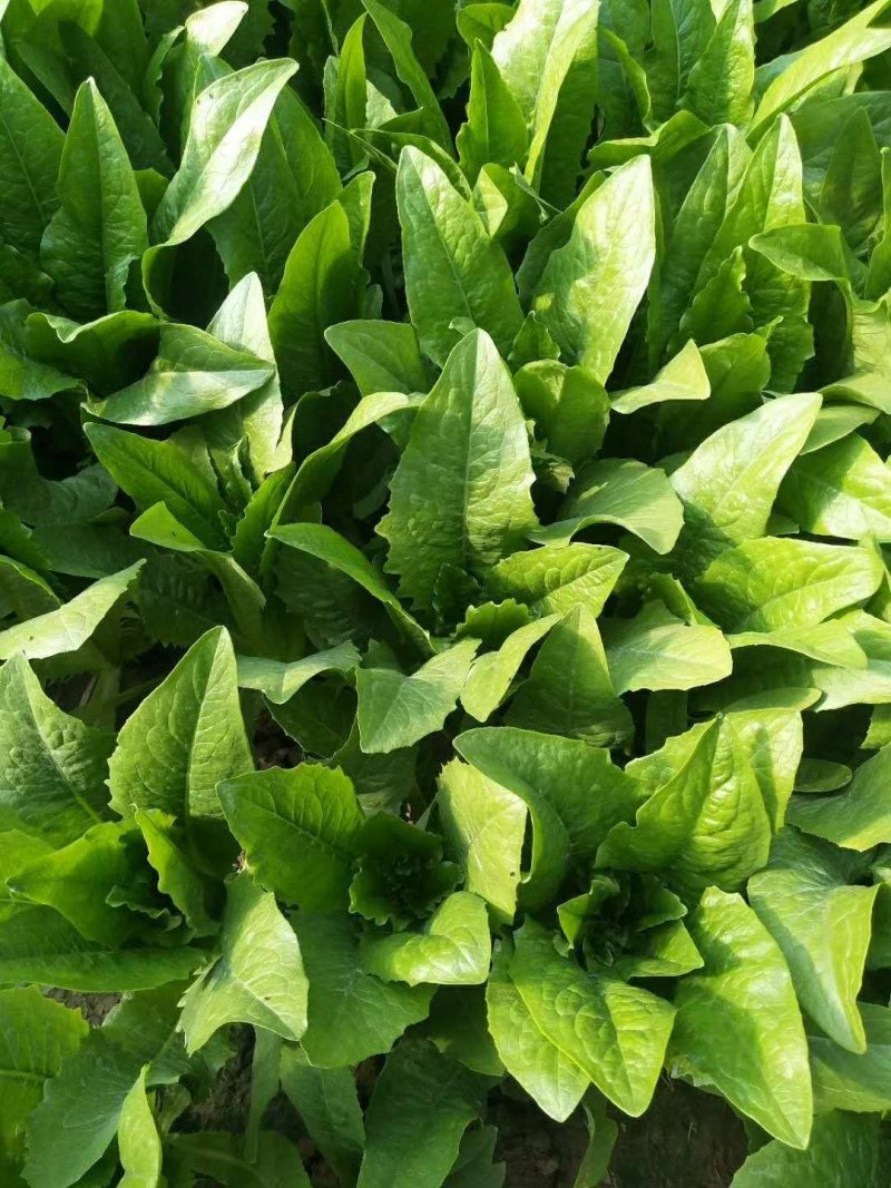 油麦菜25～30cm以上靠谱卖家
