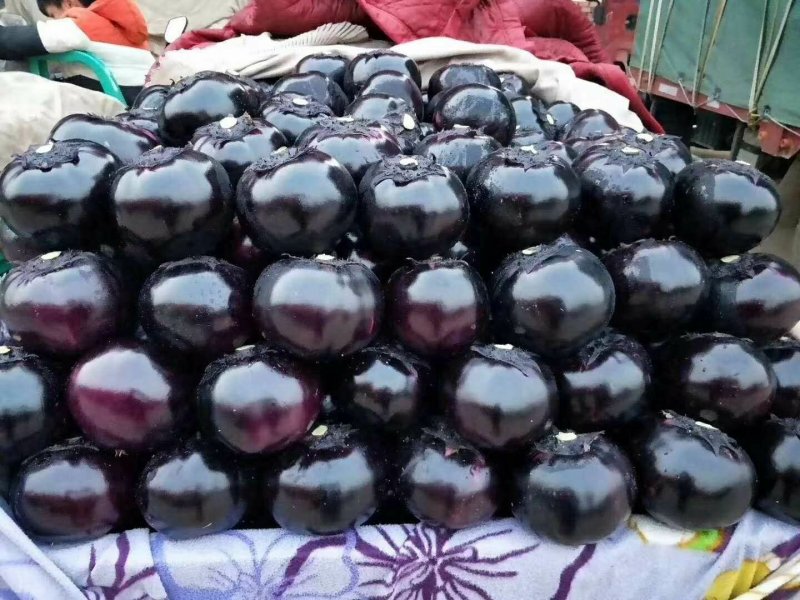 精品圆茄5两以上诚信代办