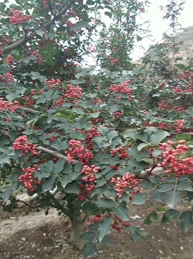 大红袍花椒苗，无刺花椒苗