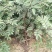 大红袍花椒苗，无刺花椒苗
