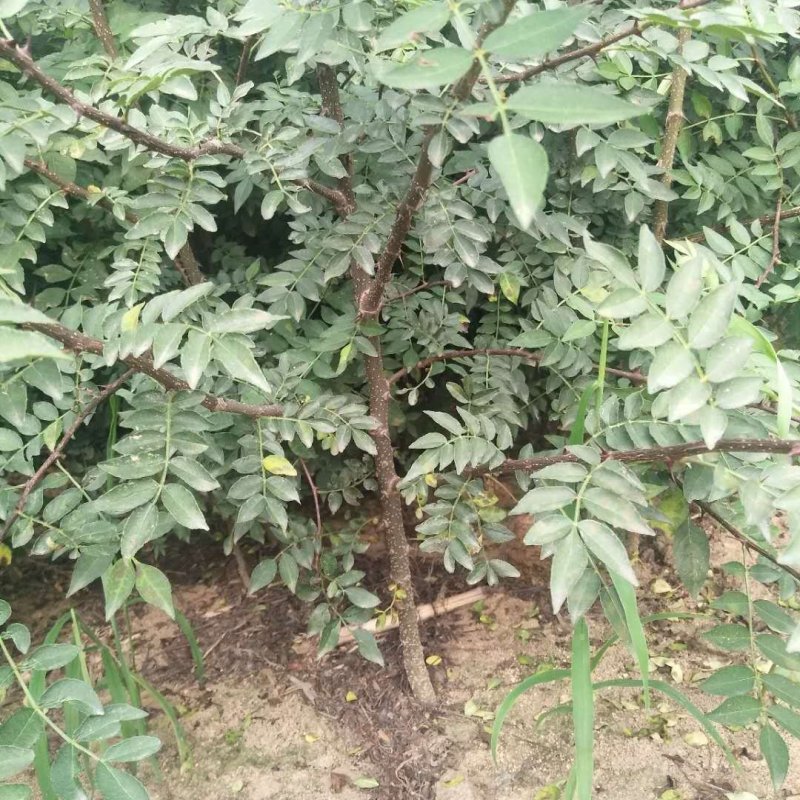 大红袍花椒苗，无刺花椒苗