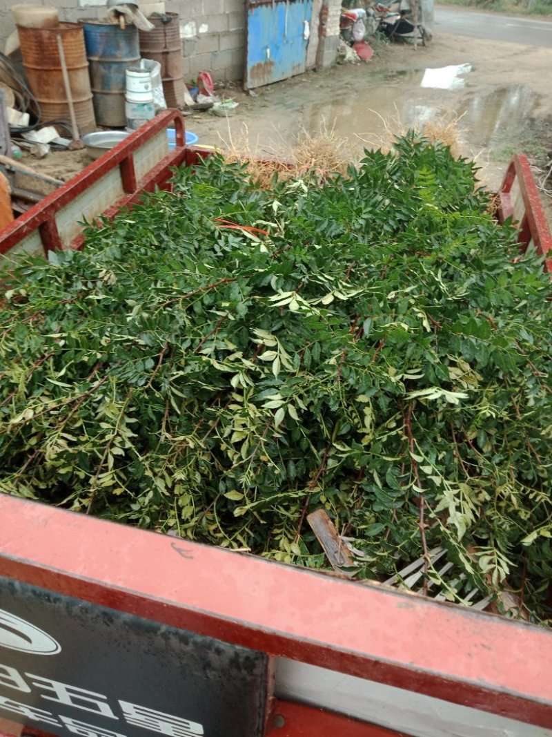 大红袍花椒苗，无刺花椒苗