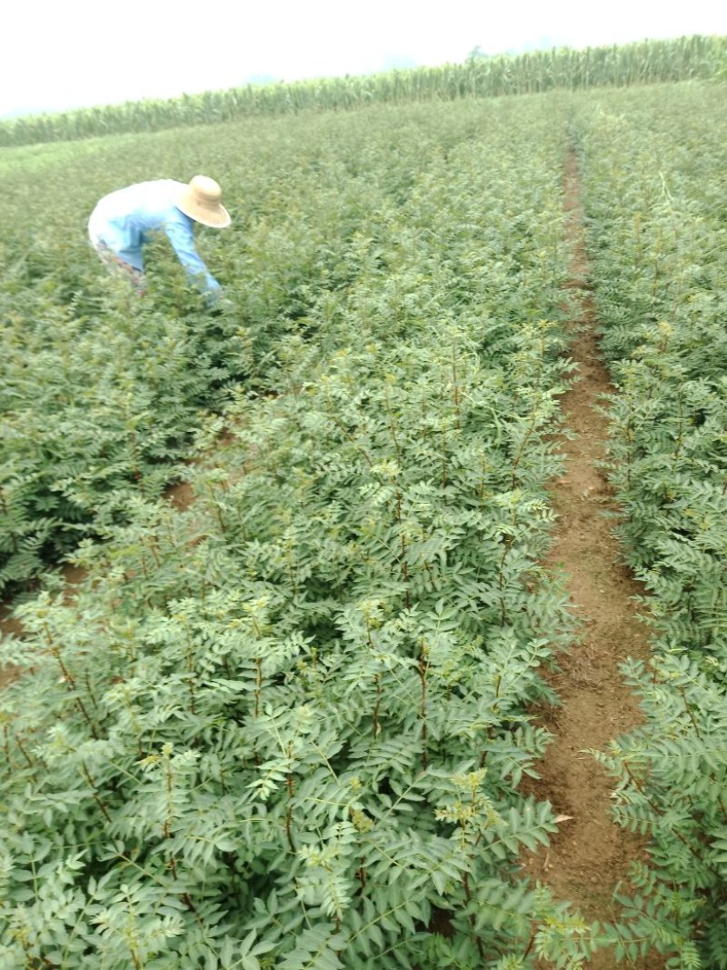 大红袍花椒苗，无刺花椒苗