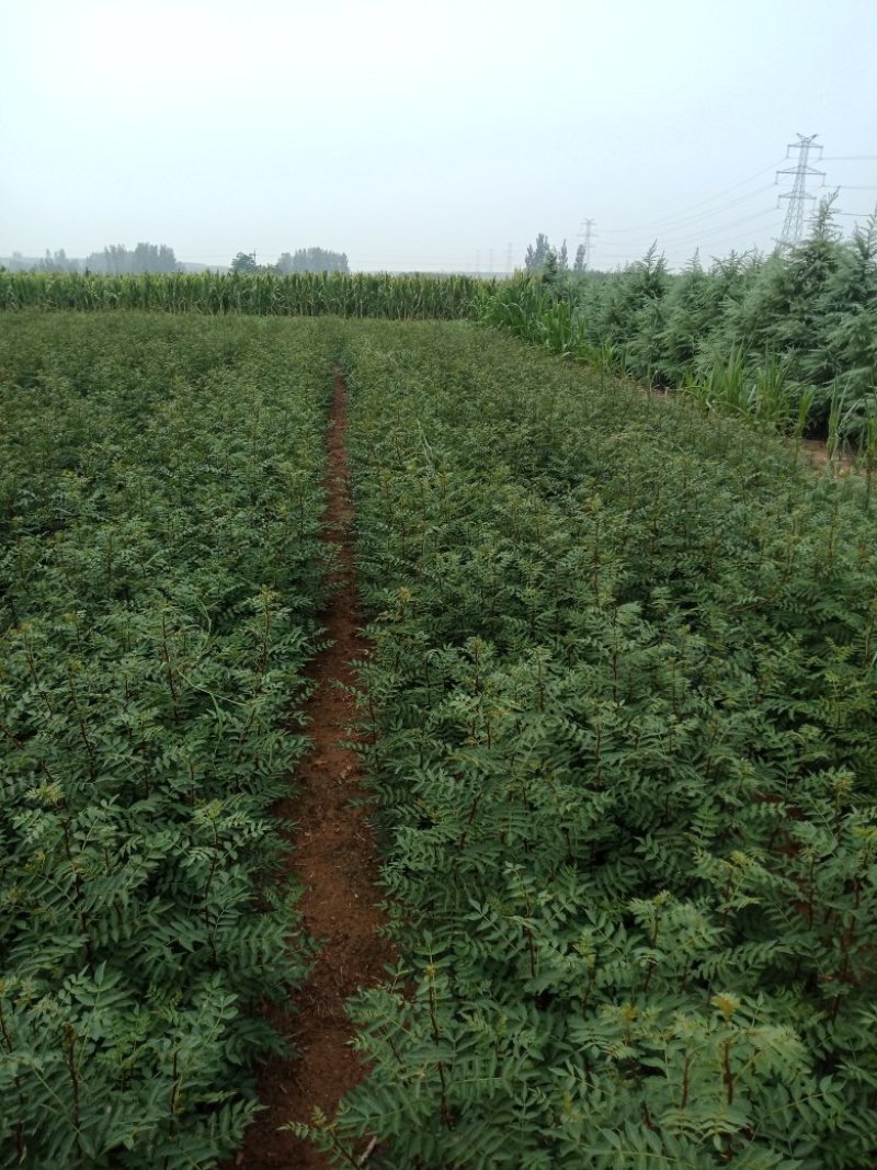 大红袍花椒苗，无刺花椒苗