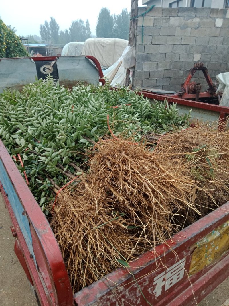 大红袍花椒苗，无刺花椒苗